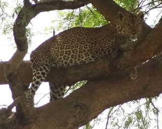 Lake Mburo Leopard